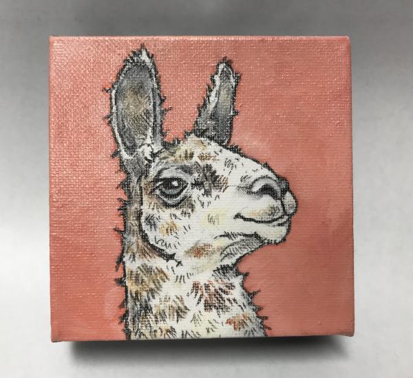 Llama pink picture