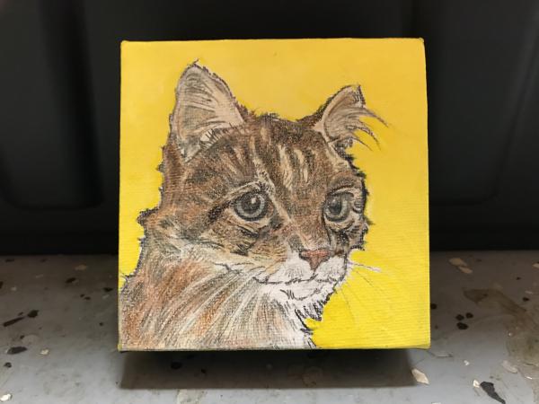 Cat yellow
