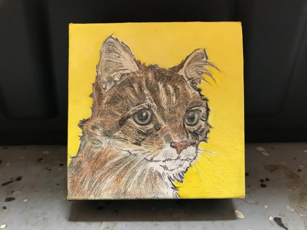 Cat yellow