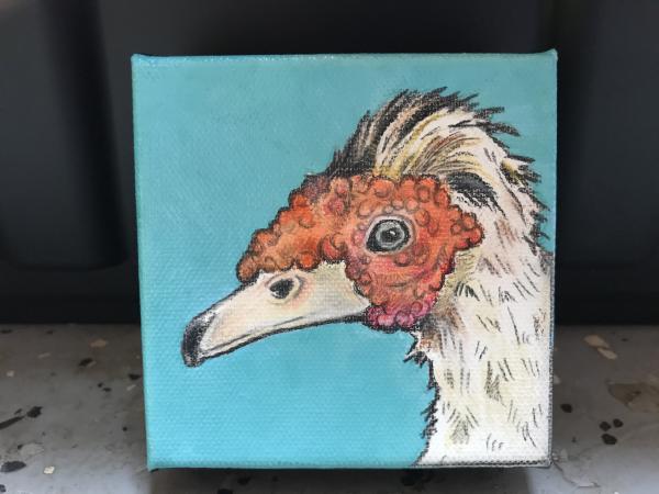 Muscovy Duck on light blue picture