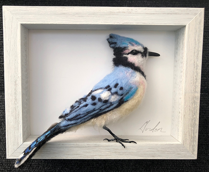 Bluejay picture