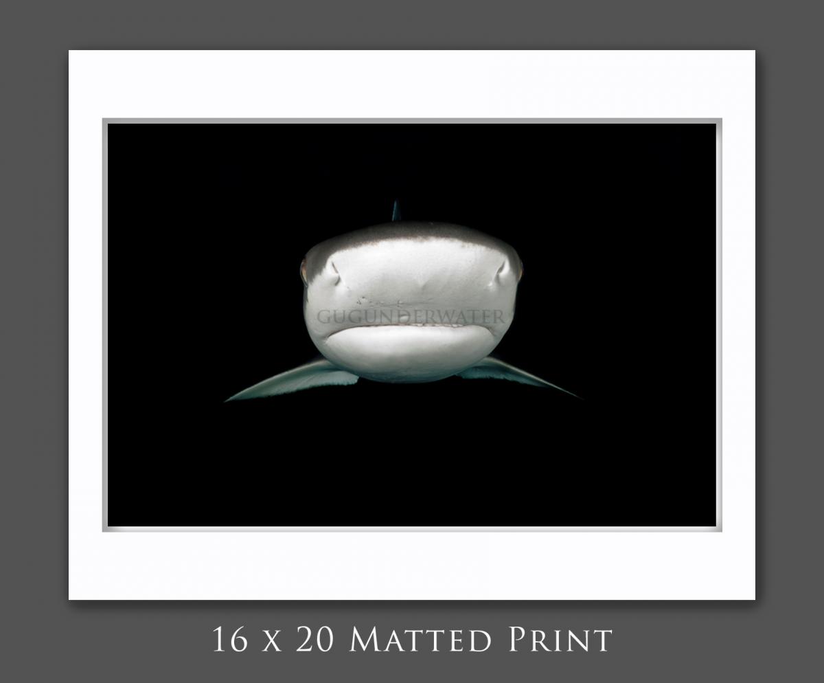 Shark In The Dark picture