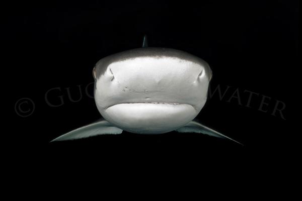 Shark In The Dark picture