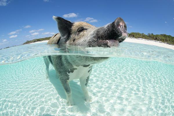 Brine Swine picture