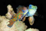 Mandarinfish Love