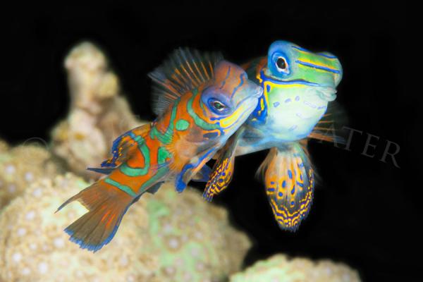 Mandarinfish Love picture