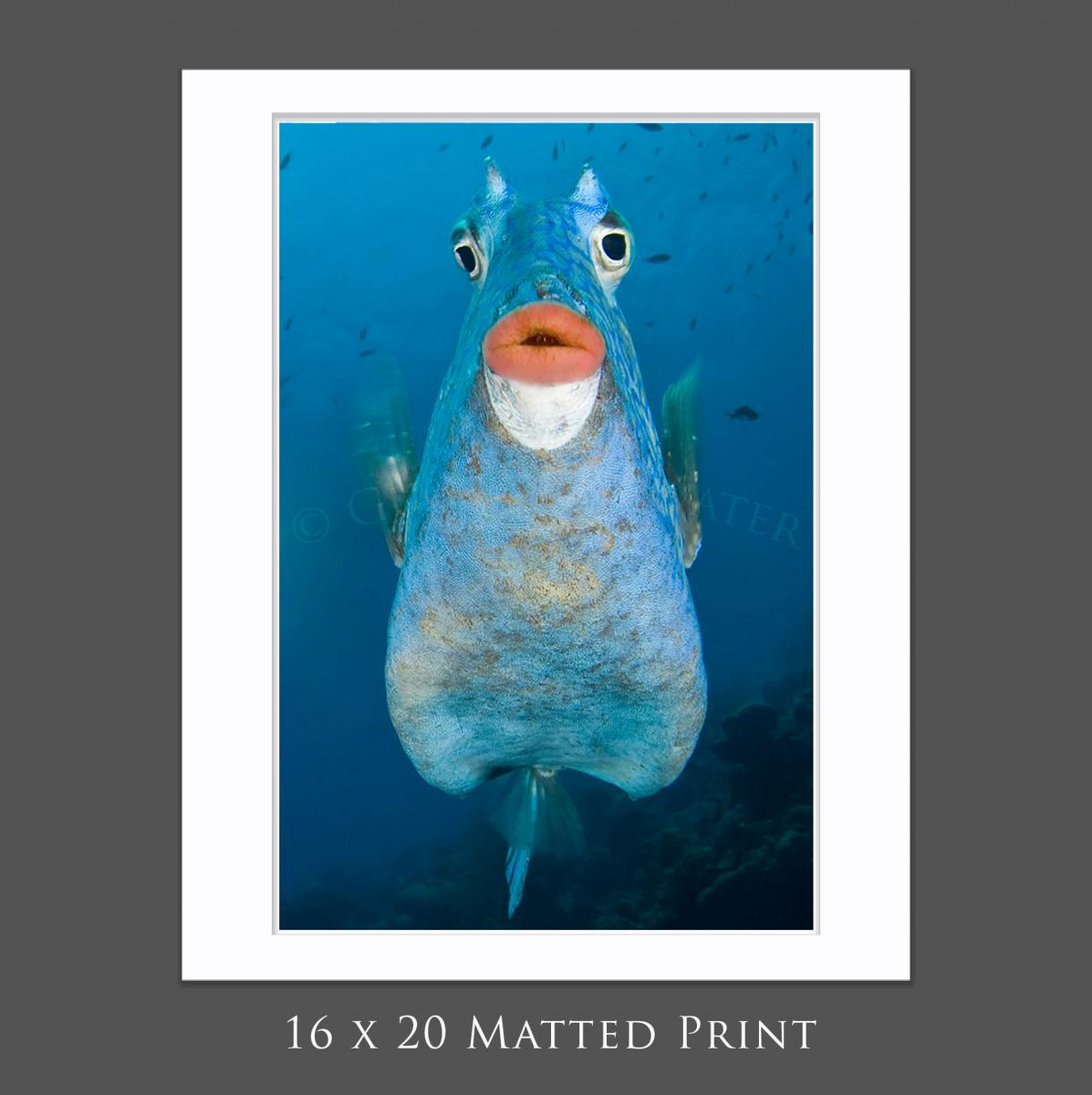 Cowfish Kiss picture