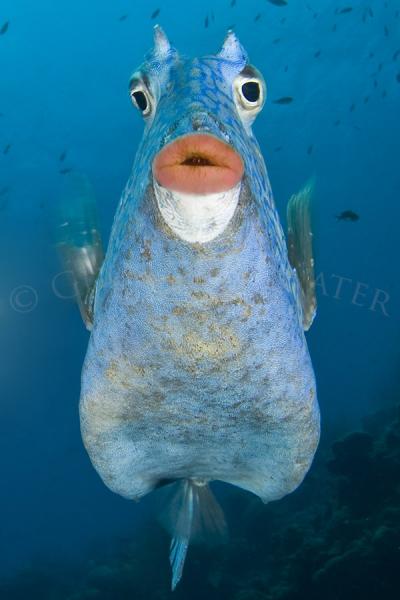 Cowfish Kiss