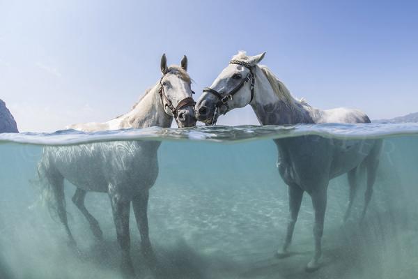 Salty Kisses picture