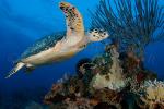 Hawksbill In Flight