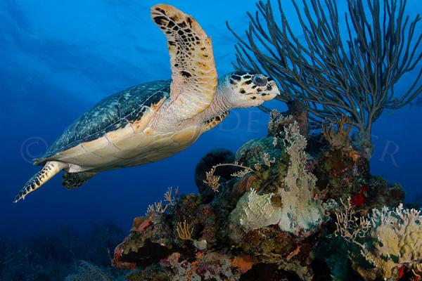 Hawksbill In Flight picture