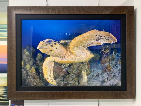 Turtle In Motion - Framed - On Special picture