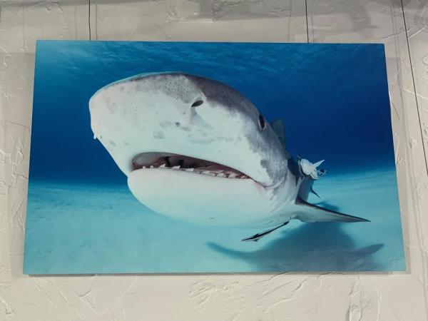 Closer - 30"x20" Aluminum float-mount picture