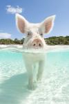 Hog Heaven
