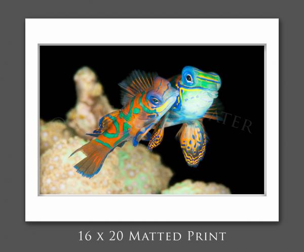 Mandarinfish Love picture