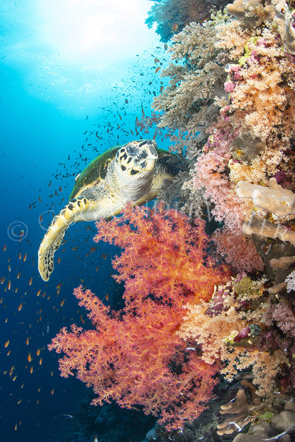 Candy Crush - 45x30 canvas picture