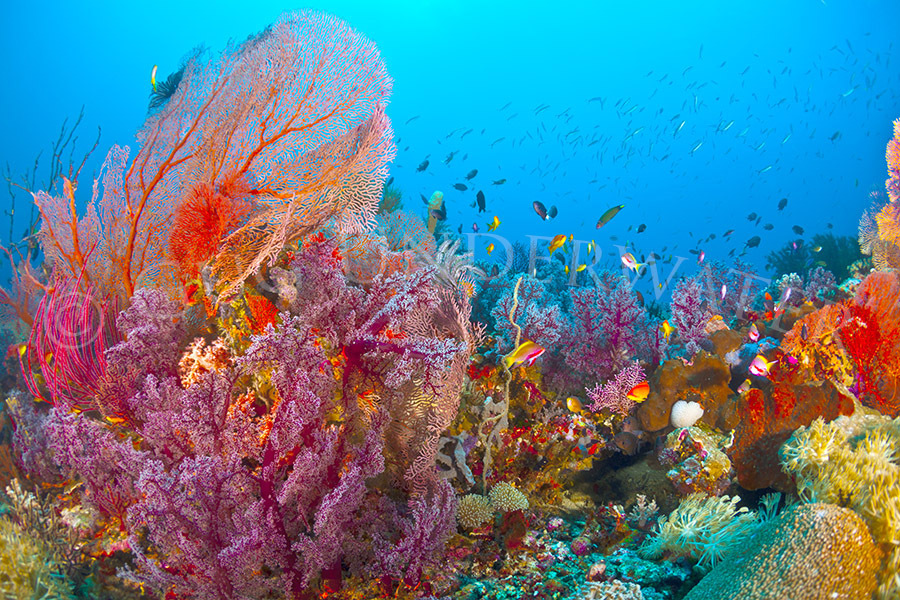 Candyland - 108"x72" - On Special picture