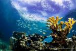Keys Coral