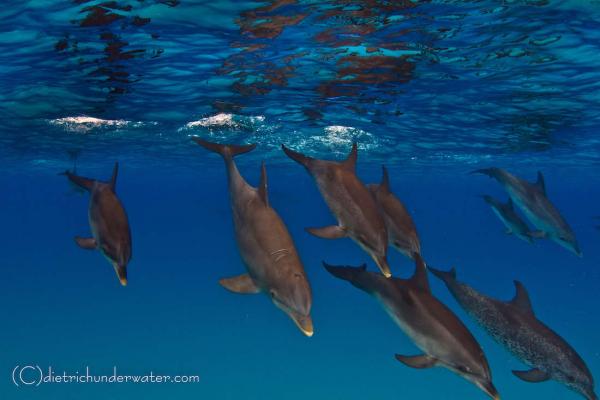 Takin' A Dive