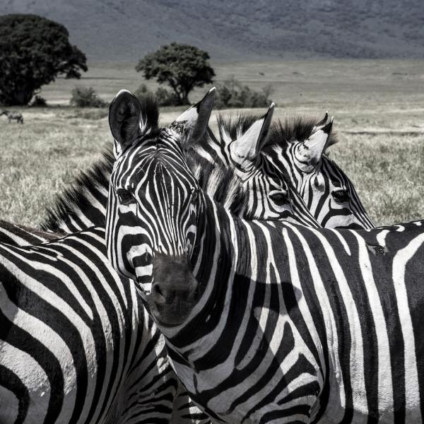 Earn Your Stripes picture