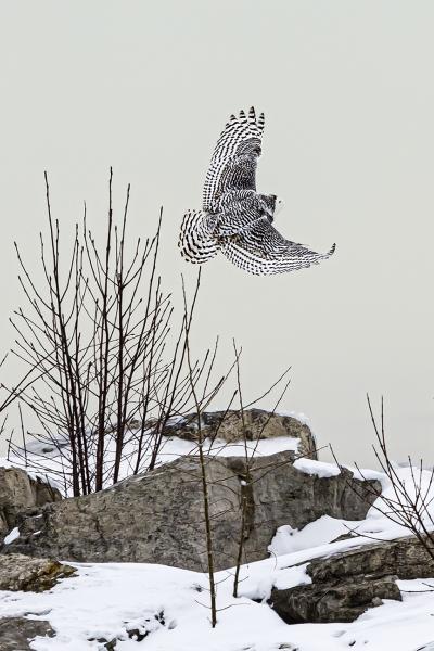 "Snowy Owl; The Hunt"