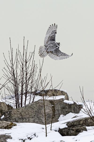 "Snowy Owl; The Hunt"