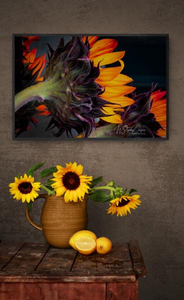 Sunflower Turns picture