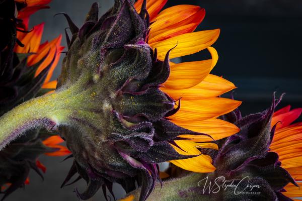 Sunflower Turns picture