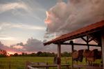 "Last Light at the Pasture; the Pantanal of Brazil"