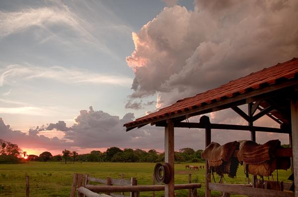 "Last Light at the Pasture; the Pantanal of Brazil" picture
