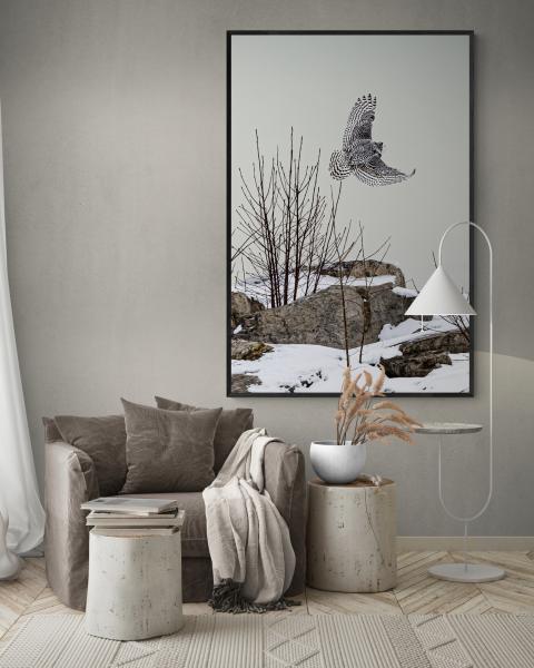 "Snowy Owl; The Hunt" picture