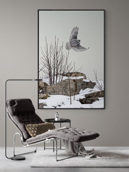 "Snowy Owl; The Hunt" picture