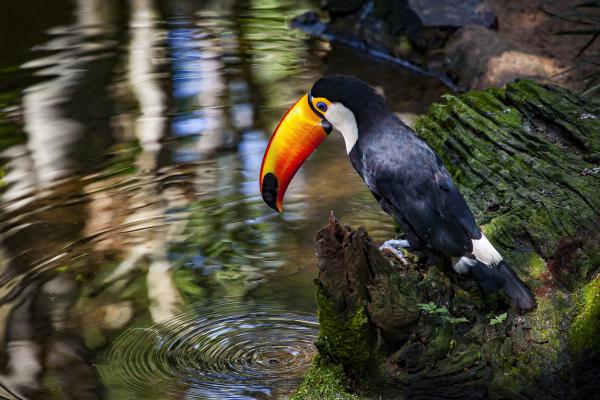 Toucan Reflections