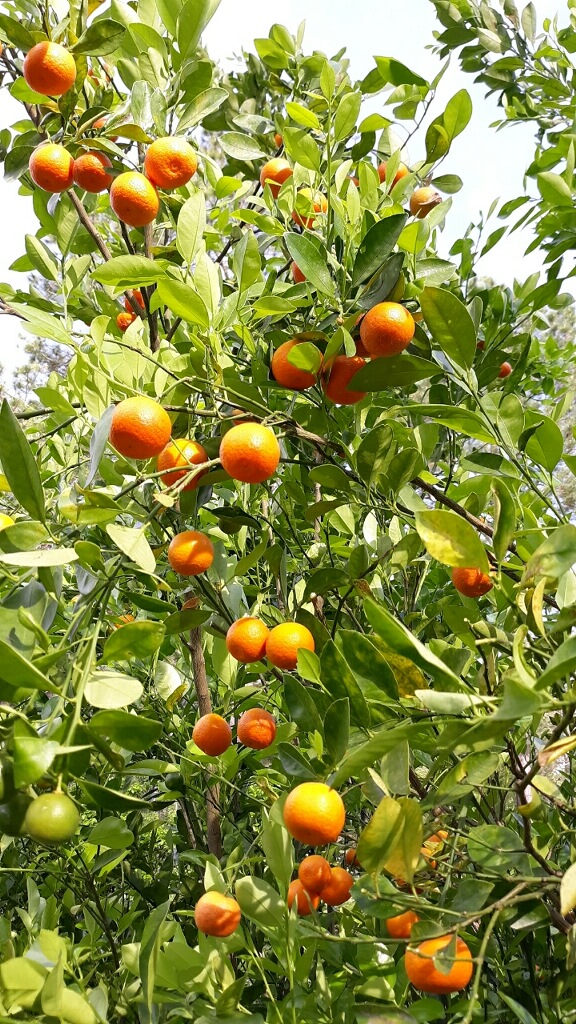 Calamondin Orange Marmalade picture