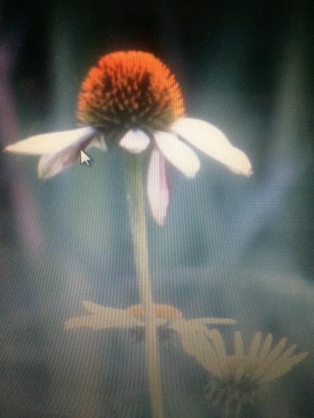 The Little Green Oasis