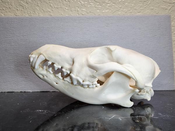 Grade A Coyote Skull picture