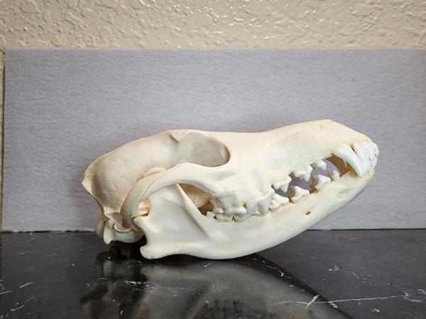 Grade A Coyote Skull picture