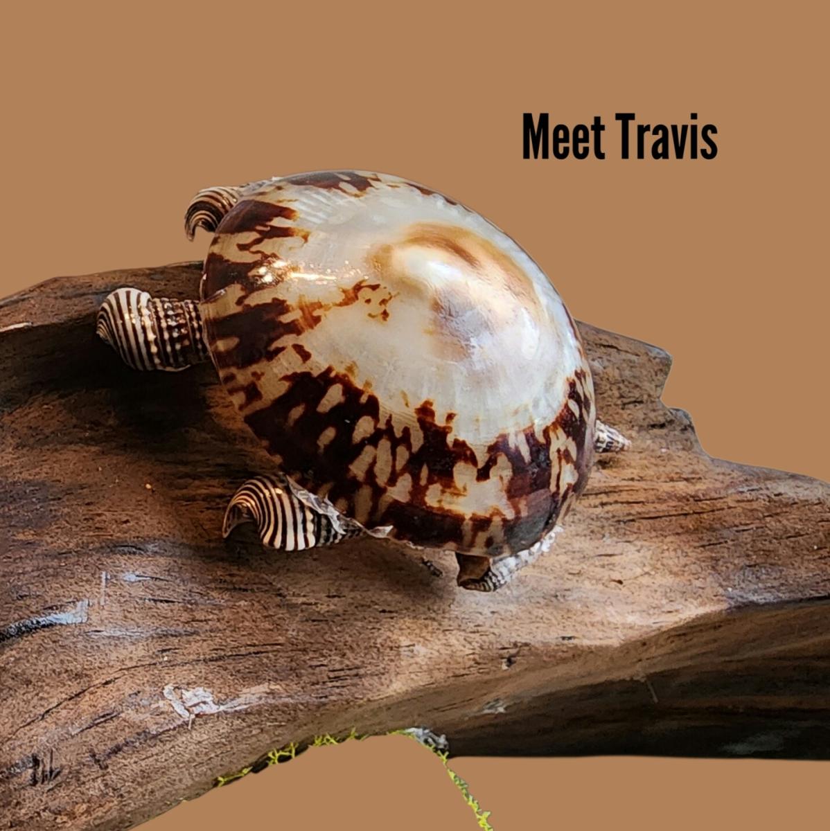 Unexpected Guest picture