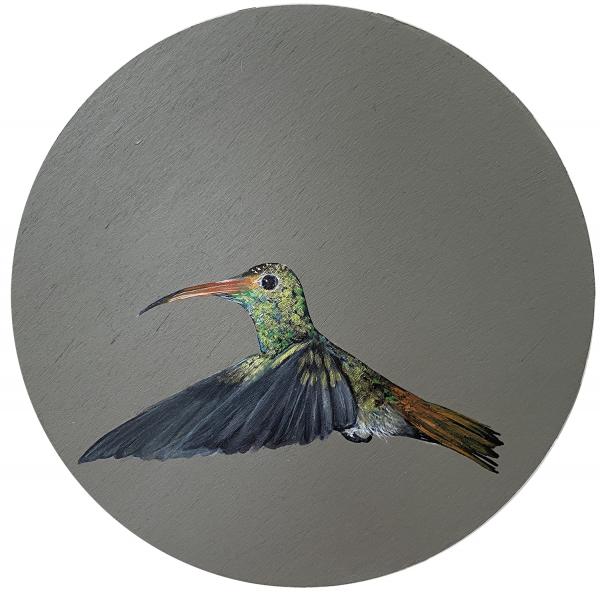 Hummingbird on Grey