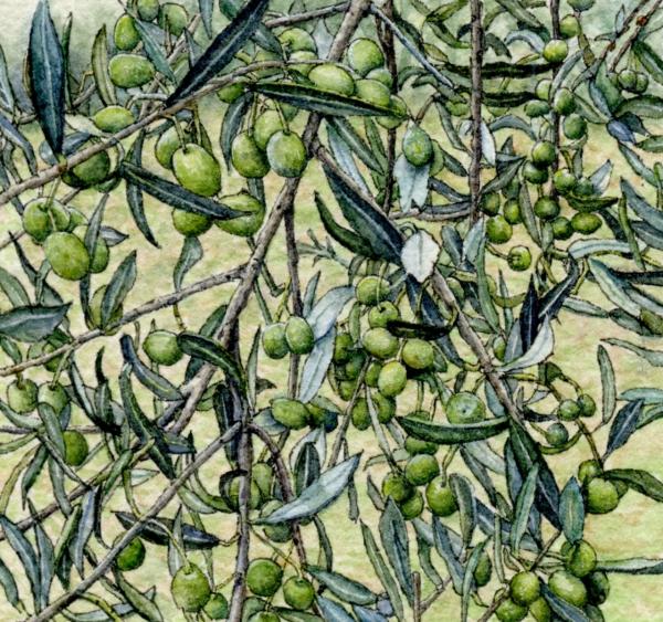 Assisi Olive Tree picture