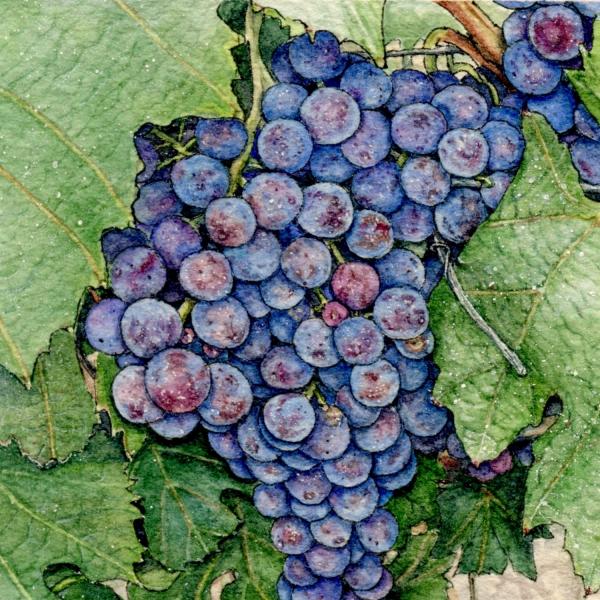 Nebbiolo Grapes picture