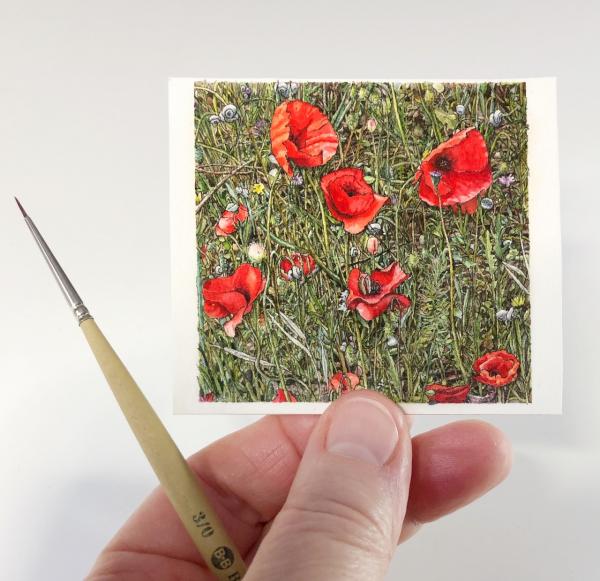 Poppies of the Luberon