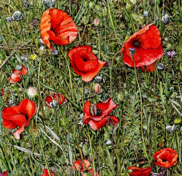 Poppies of the Luberon picture