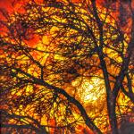 Moon Through Trees (Orange)