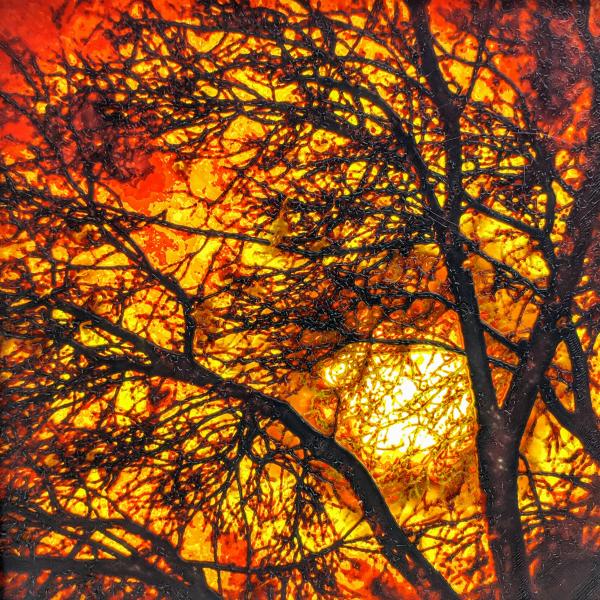 Moon Through Trees (Orange) picture