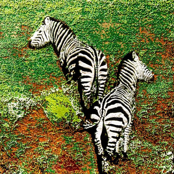 Zebras picture