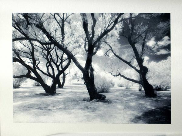 Mont Royal trees 2 picture