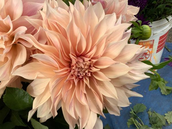 Chong&rsquo;s Floral Bouquet (Toua Garden)