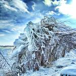 Frozen Branches