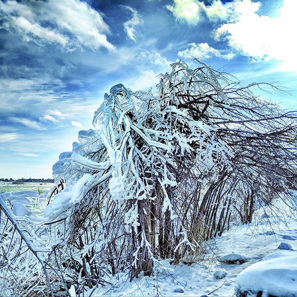 Frozen Branches